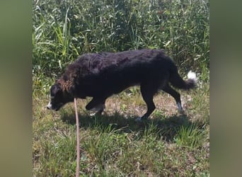 Lun seit 4 Jahren in Tierheim