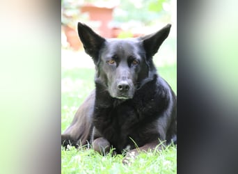 Hündin Elsa sucht ein Zuhause