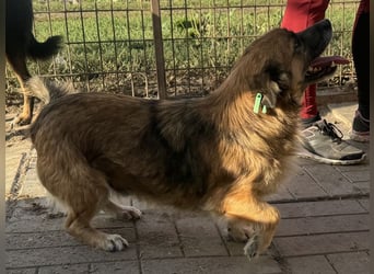 ♥ENNIO♥ süßer, hübscher, aktiver kleiner Rüde 30 cm