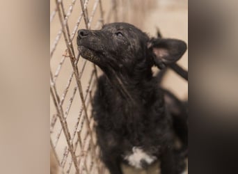 Sweet Coco: offenes, junges, verspieltes Hundemädl