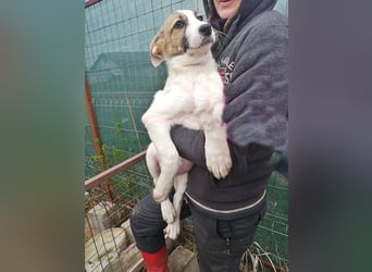 Ayla, Welpenmädchen möchte zu Dir kommen