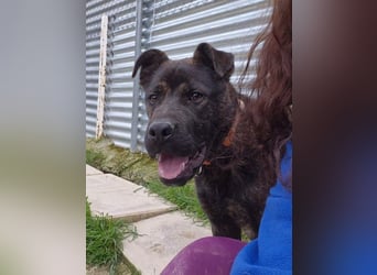 Roscon, will nicht im Tierheim groß werden