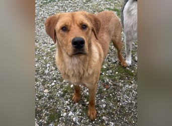 Valor, geb. ca. 05/2024, lebt in GRIECHENLAND, auf einem Gelände, auf dem die Hunde notdürftig verso