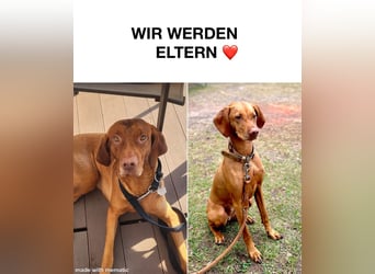 Wurfankündigung Magyar Vizsla Welpen (Mai 25)