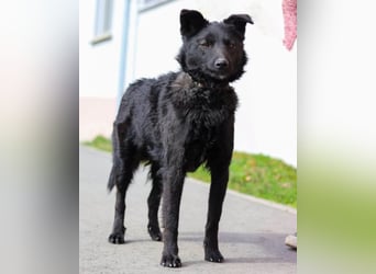 Lino ❤️ treuer, lieber Familienhund