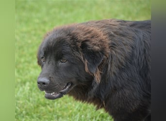 Arzu - Chow Chow Junghundrüde, geb. ca. 2022, sucht Freunde dieser Rasse