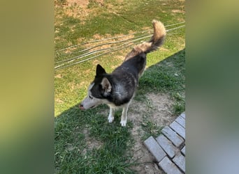 Husky Zeus