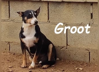 Groot 11/2018 (ESP) - sozialer und feinfühliger, kleiner Podenco-Mix!