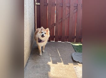 Wanda SR – Kleine Spitz-Prinzessin sucht liebevolles Zuhause