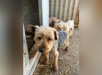 Lili, sehr lieber und ruhige Yorkie Dame, geb. 09/2019