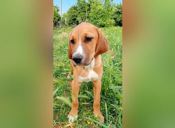 Junghund TASCO sucht sein Für-immer-Zuhause