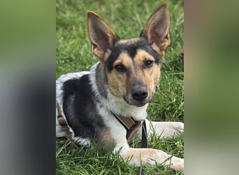 Welpendame CHANEL (auf Pflegestelle in 90453 Nürnberg) sucht ihr Zuhause!