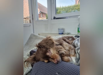 Winnie, Gnadenplatz gesucht, PS in 31633 Leese