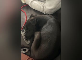Susi sucht ihre Lieblingsmenschen (10709 Berlin)