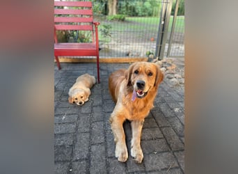 Golden Retriever dark reinrassig