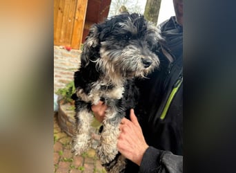 Blacky, geboren 25.05.2024, 24cm sucht sein Glück