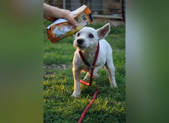 **RESERVIERT** Egres-PP, kleine Westie-Lady wünscht sich schönes Zuhause