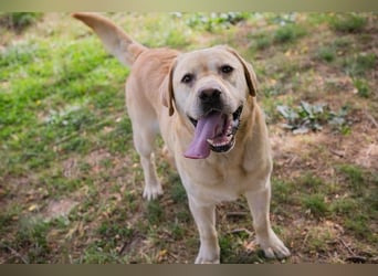 AARON - Freundlicher Labrador-Mix sucht seine Familie