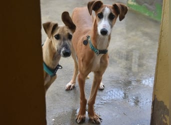 Dali 07/2024 (in Deutschland) - verspielter und neugieriger, wunderschöner junger Galgo!