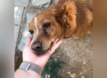 Ginger - Charmante Hundedame sucht ein Zuhause!