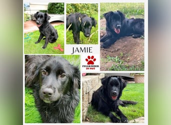 Herzenshund Golden Retriever Mix Jamie sucht sein Körbchen