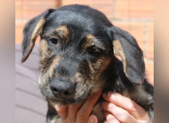 6 Hundebabys suchen ihr Glück