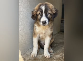 Kroos, geb. ca. 03/2024, lebt in GRIECHENLAND, im städt. Tierheim Serres