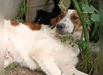 Rüde Amon: braucht Liebe und Erfahrung