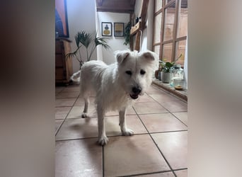 OLAF sucht ein Zuhause