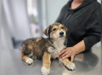 LOTTI sucht ein Zuhause