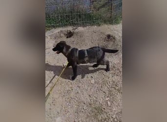 Fröhlicher Welpenjunge Buddy