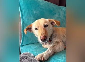 Ruhige Hündin Molly sucht ein zu Hause