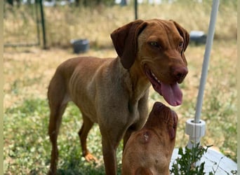 Daisy, geboren 01.12.2023, 58cm sucht ihre Menschen