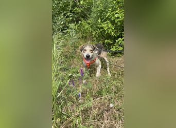 ALINA, Hündin, 3 Jahre, 50 cm, Mischling, Tierschutz