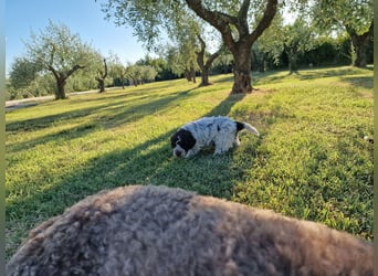 Lagotto con pedigre export