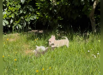 Chihuahua Welpen reinrassig Rüde Mai2025