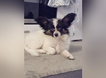 Reinrassige Papillon Welpen – Liebevoll in Familienhand aufgewachsen