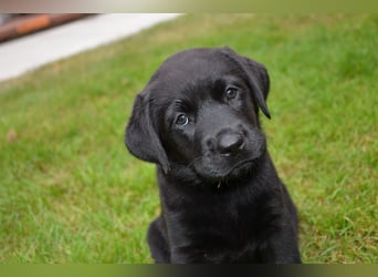 Reinrassige Labradorwelpen (Arbeitslinie)drei schwarze Mädels suchen ein schöne Zuhause