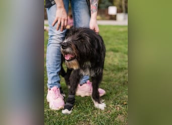 Harley ist ein Hund mit besonderen Bedürfnissen, der ein Zuhause sucht.