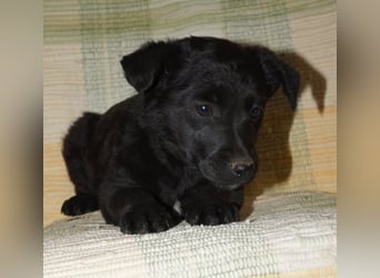 Sidney, Black Baby freut sich auf Dich!