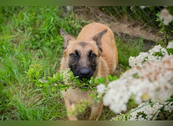 Chip-Nr. 248509 - die verspielte, aktive und menschenbezogene Maus sucht ein liebes Zuhause