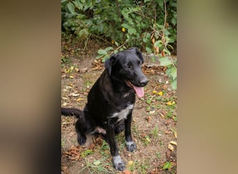 Oleana – Wer verliebt sich in diese Schmusekönigin? Zuhause oder Pflegestelle zum 24.05.2025 gesucht