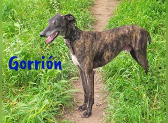 Gorrión geb. 10/2020 (ESP) - sozialer und verspielter Galgo sucht Rasseliebhaber!