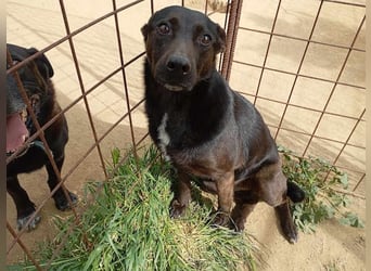 Lomri, vorsichtige Hundedame, ca. 6 Jahre, ca. 17 kg