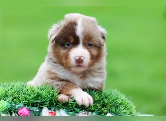 Mini American Shepherd (Showlinie)