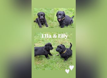 Labrador x Pudel = Labradoodlewelpen - ab Ende Mai
