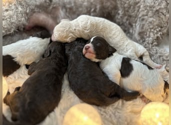 Lagotto Romagnolo Welpen