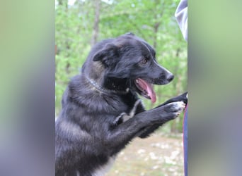 Zauberhafter LEWI - Herzenshund, Knutschkugel und Zuckerbub