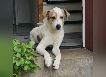 Schmusefreund IVO sucht sein Traumzuhause