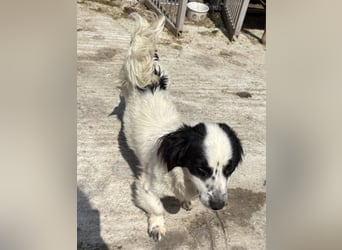 Oreo - freundlich und neugierig